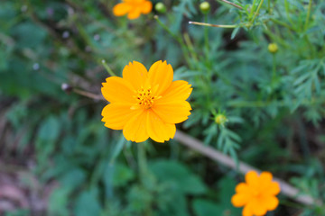 Many yellow flowers with leaves flower garden