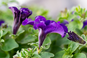purple petunia flowers on green leaves background