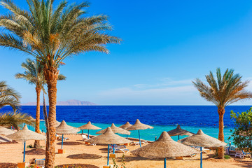 Sunny resort beach with palm tree at the coast shore of Red Sea in Sharm el Sheikh, Sinai, Egypt,...