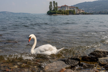 Elegant white swan on the water of Lake Maggiore with Isola Bella in the background, Stresa, Italy