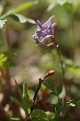 purple flower in the forest