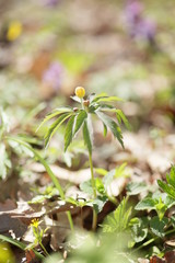 yellow flower in the forest