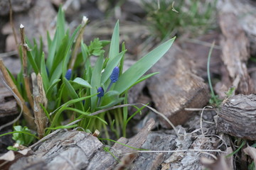 Muscari