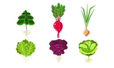 Vegetables With Leaves and Roots Set, Lettuce, Beetroot, Onion, Cabbage, Radish Vector Illustration