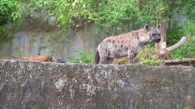 Close up Hyenas at the zoo with 4K resolution. Zoo animal concept