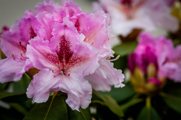 Rhododendron