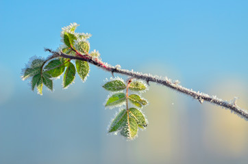 Morning frost on a branch