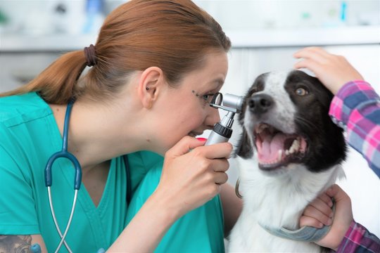 Closeup Of Young Veterinary Doctor Looking Through Otoscope Equipment In Dog's Ear