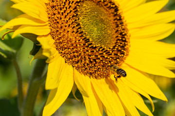 Sonnenblume mit fliegende Biene