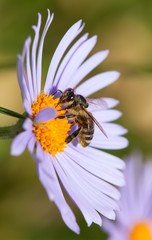 bee or honeybee sitting on flower, Apis Mellifera