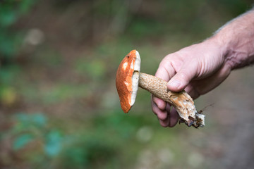 cueillette des champignons