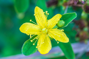 Fototapeta premium The macro shot of the background or the texture of the yellow summer forest flower with the stamens, pestles and blades