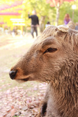 Fototapeta premium 鹿の横顔