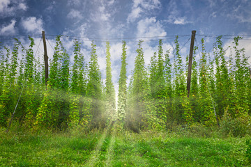 Organic hops plantation ready to harvest. Traditional eco beer brewery.
