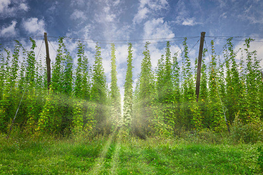 Organic hops plantation ready to harvest. Traditional eco beer brewery.