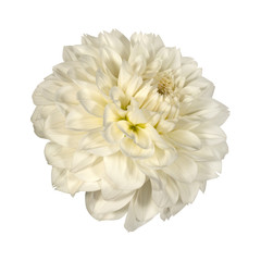 White dahlia flower on a white background. Side view