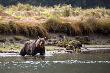 grizzly bear