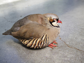 Close up of Alectoris chukar