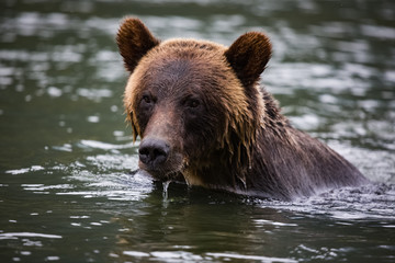 Obraz na płótnie Canvas grizzly bear