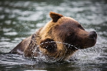 Grizzly bears