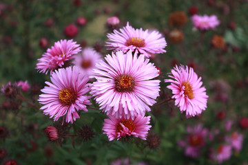 Obraz premium Symphyotrichum novi-belgii also known as New York Aster, a genus of the family Asteraceae whose species were once considered to be Asters.