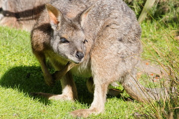 Close up image of a Tammar Wallaby - Macropus eugenii