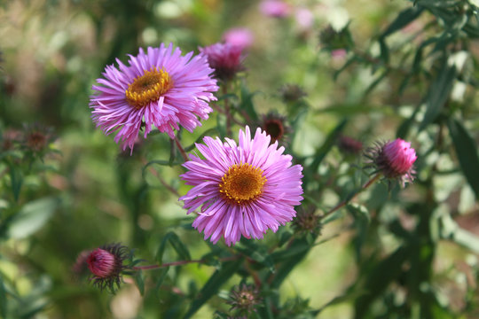 Symphyotrichum novi-belgii also known as New York Aster, a genus of the family Asteraceae whose species were once considered to be Asters.