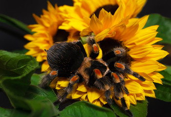 Bright huge birdeater tarantula spider Brachypelma Smithi with colorful sunflowers. Large dangerous giant arachnid.