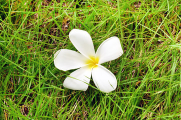 Beautiful exotic white flower on green grass.