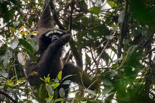 Skywalker Hoolock Gibbon Monkey In A Tree