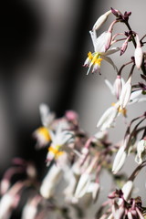 Close up image of New Zealand Renga Renga flowers -Arthropodium cirratum