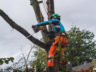 logger cutting down a tree
