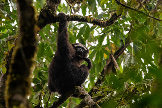 Skywalker hoolock gibbon monkey in a tree