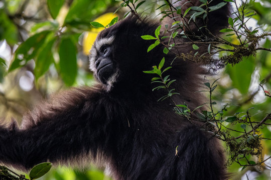 Skywalker hoolock gibbon monkey in a tree