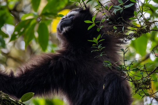 Skywalker hoolock gibbon monkey in a tree