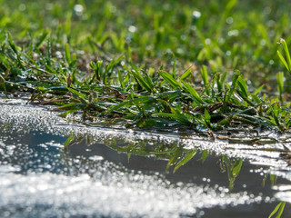 rain drops on grass