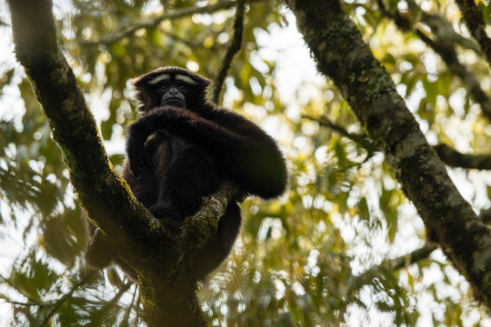 Skywalker hoolock gibbon monkey in a tree