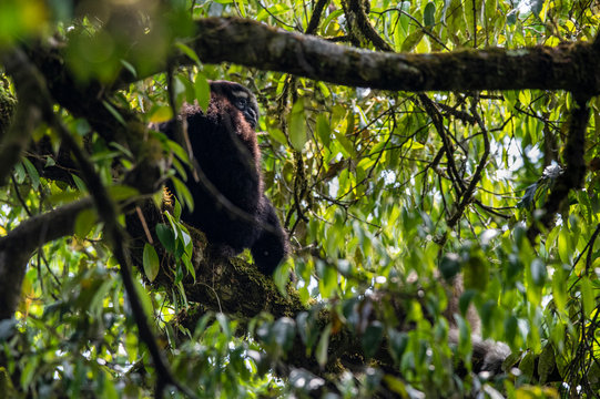 Skywalker hoolock gibbon monkey in a tree