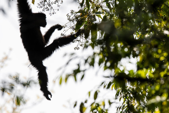 Skywalker hoolock gibbon monkey in a tree