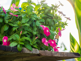 flowers in pot