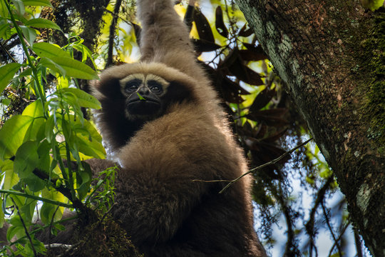 Skywalker hoolock gibbon monkey in a tree