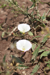Field Bindweed (Convolvulus arvensis), white flowers