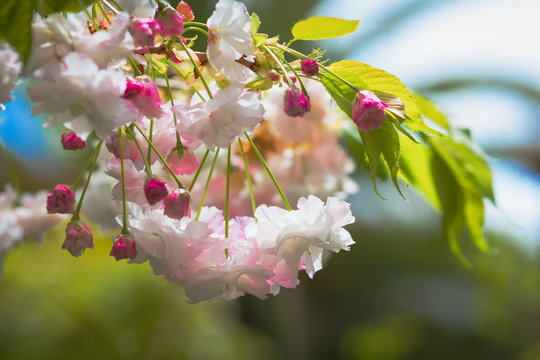 landscape background image of cherry tree blossoms hanging in a spring garden