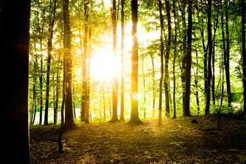 Fototapeta premium rays of sun in the forest