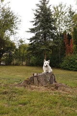 West Highland White Terrier Welpe auf Baumstumpf
