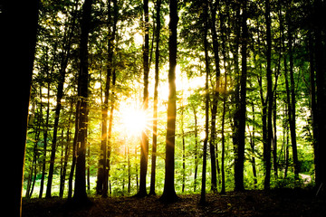 Obraz premium sunset in the forest