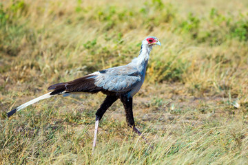 Fototapeta premium Bird - Secretary - Predator