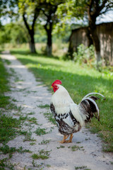 Colorful rooster on the farm,beautiful roosters walking on the street,Village eco concept