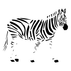 Fototapeta na wymiar African zebra. Wild savanna animal. Hand drawn cartoon. Child, baby of infant print.