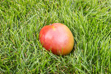 The close-up photo of a mellow  yellow and red mango fruit on the green grass. Vegetarian and healthy food. Nutrition and diet background.